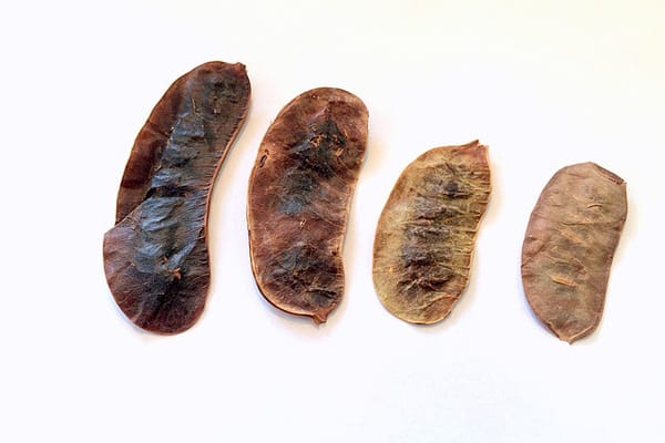 عشبة العشرق