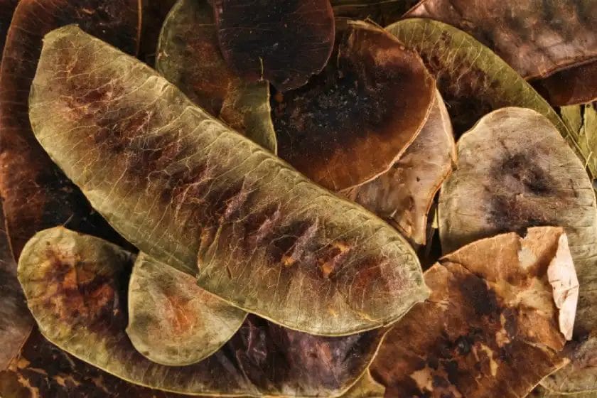 عشبة العشرق