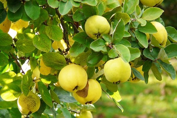 ورق السفرجل