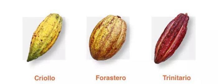 انواع ثمرة الكاكاو