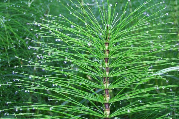 عشبة ذيل الحصان