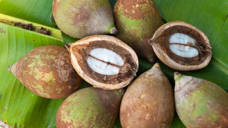 ثمرة الباباسو