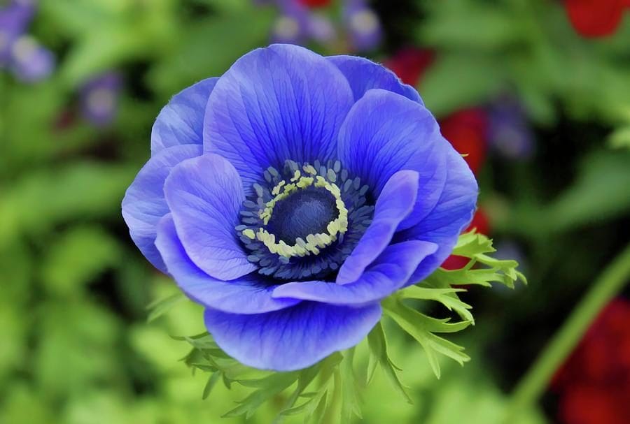 زهرة شقائق النعمان