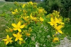 St. John's Wort 